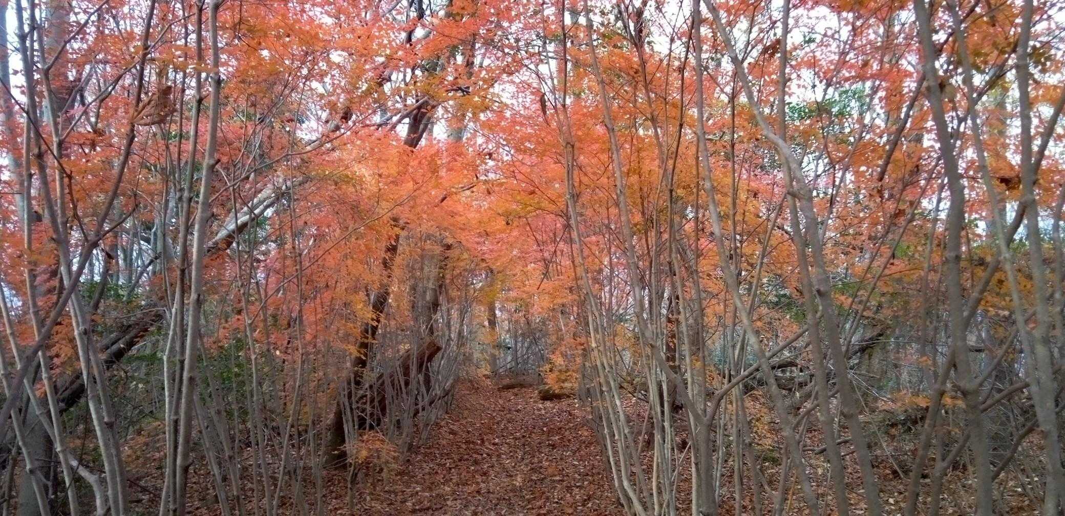 ⑰　紅葉のトンネル。