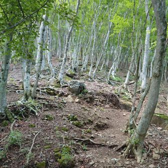 二子山への急登
すごい滑るけど、お助けロープがあるからなんとか登れる感じ