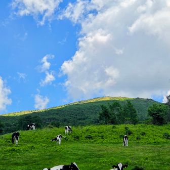 「笹海とネコとコネコと四阿山 」
（意味：四阿山は笹海🌊が印象の山でした
小さな宝物は沢山咲いていますが笹海に隠してあるイメージです🌼🪎
根子岳も小根子岳もやっぱり笹海泳ぎました🌊
結果びっちょり🥶
そんな体験詠みました）
【 𝙼_⁰⁷²⁸日録】
師匠🥸 南アルプスの聖岳⛰１dayソロをやり遂げました㊗️
標高差3000㍍超え⤴️
素晴らしい頑張りです✨️
私なんぞが弟子でいいのか⋯心苦しい
近づけないけど近づけるようになりたいです
言い訳はみっともないので飲んじゃおう🥛
🐄┈┈┈┈┈┈┈┈┈┈
牧場が見えてからは安心ルートになったので考えながら歩いてた
そしたら眠たくなってきた💤
平和な風景みていたら
もっともっと眠たくなってきた💤
駐車場🅿️ついた
ちょっと寝た😪
起きたらネコとコネコが笑ってた😸
気付けば私も一緒に笑ってた🧕🏻
✎*┈┈┈┈┈┈┈┈┈┈┈
最後まで読んでいただき
ありがとうございました(⁎ᵕᴗᵕ⁎)🌱