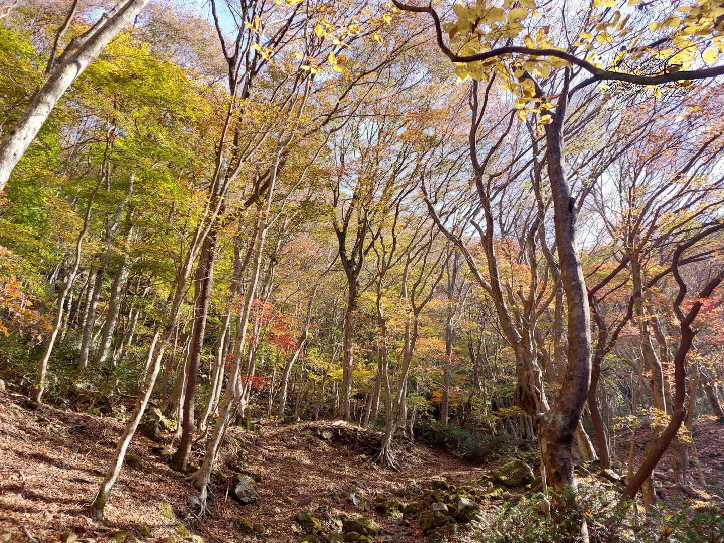 甲津畑登山口-杉峠-杉峠ノ頭-イブネ-クラシ 往復コースの写真