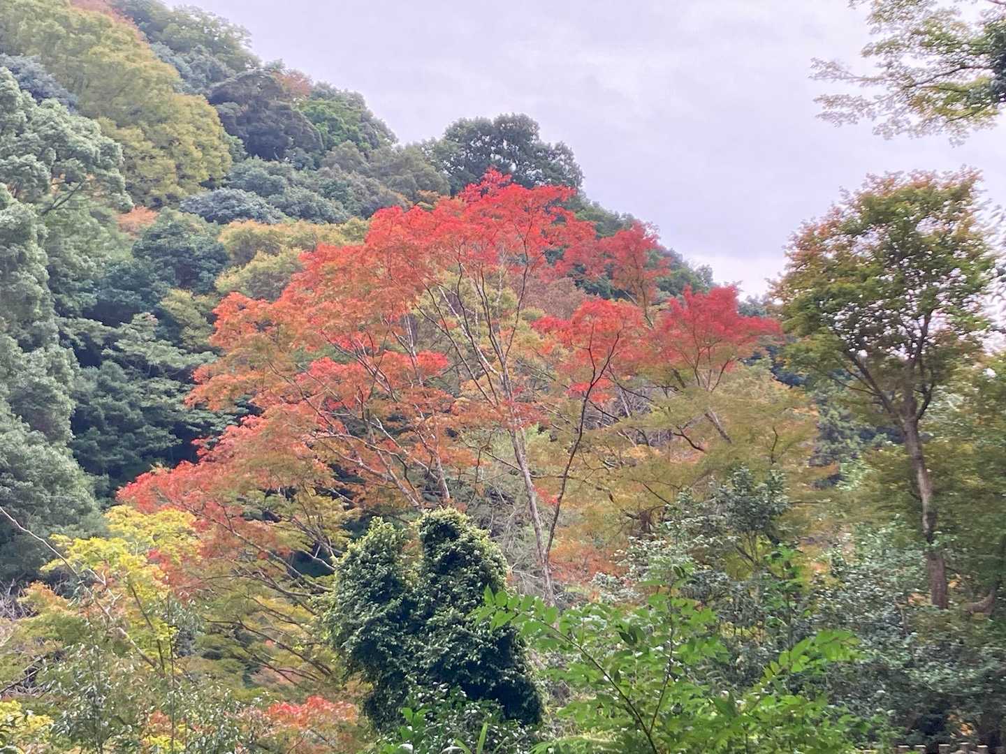 箕面大滝公園入口発着｜滝百選の名爆をめぐる往復コースの写真