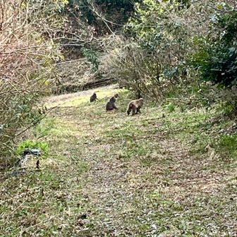 群れの仲間たち