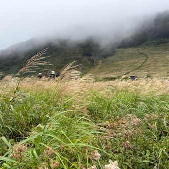 風になびくススキ🌾