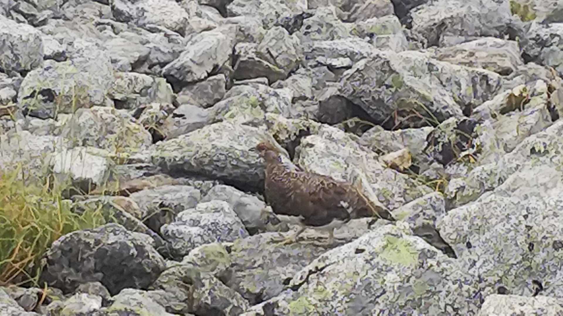 下り始めたら、三ノ越で雷鳥に遭遇。周りに人だかりができて、さながら撮影会の様相に。ここでは霧に感謝。