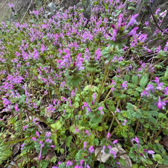 タツナミソウがわんさかさいてます