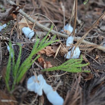 これ、ティッシュが捨てられてると思ったら氷だったんですよ！これ、何て言う現象かわかる方いますか？