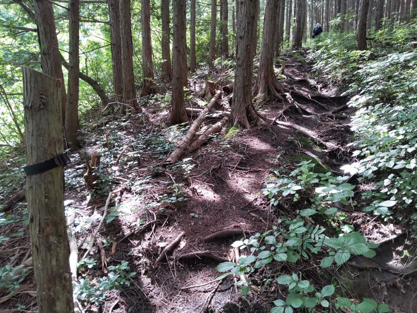 根っこ道