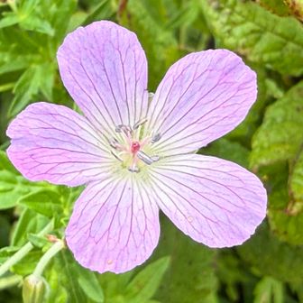 ハクサンフウロ（白山風露）🌸の開花段階。

中央に小さな赤紫色の柱頭がありますが、その周囲に灰色～紫色の葯（やく）が多数見えます。

雄しべが成熟して花粉を出す雄性期
1枚目：雌性期という、開花段階です。