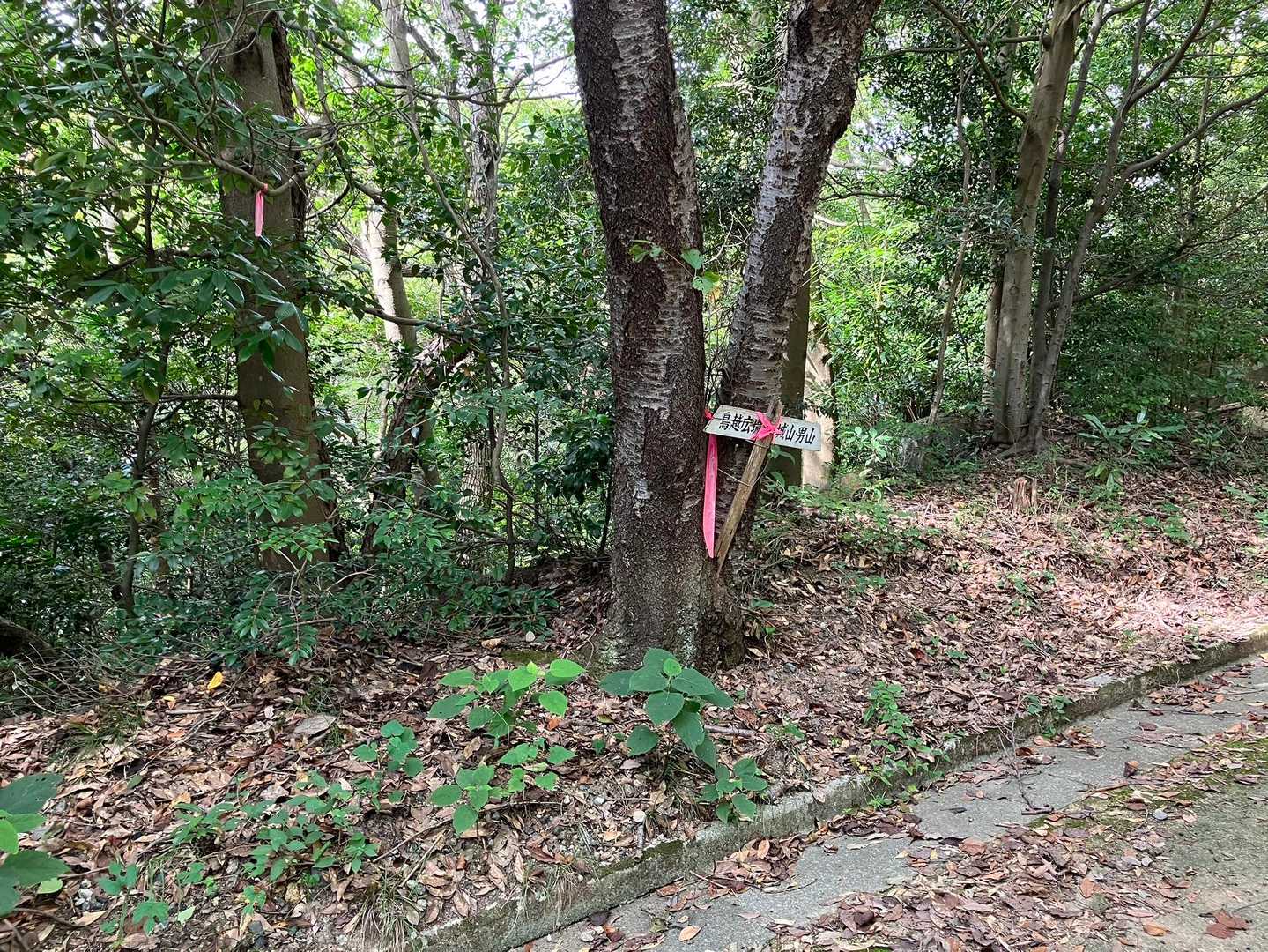 舗装路に出ました。左←を行きました🚶🏻