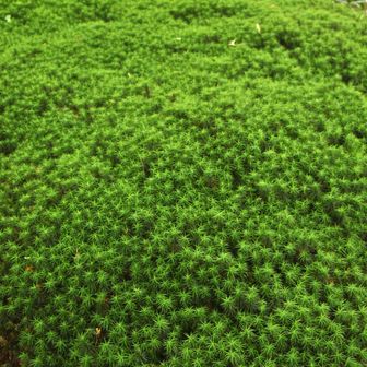 濃い緑の元気な苔
丸山荘手前の林の中です♪