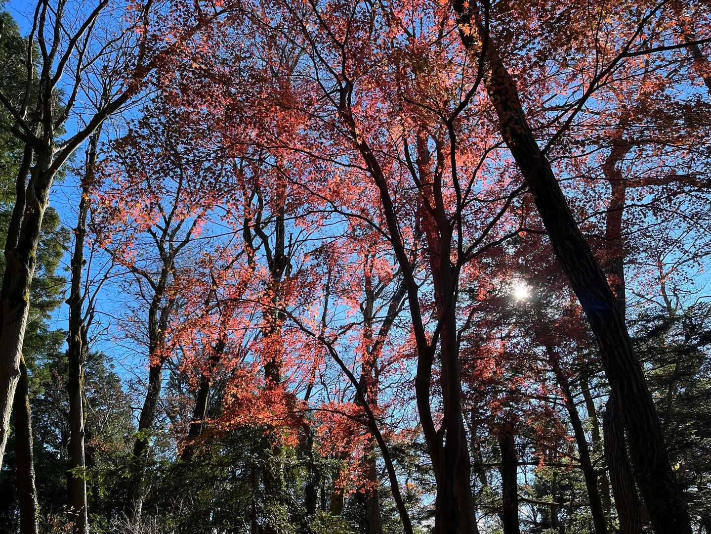 榎窪山-三沢峠-泰光寺山-西山峠 往復コースの写真
