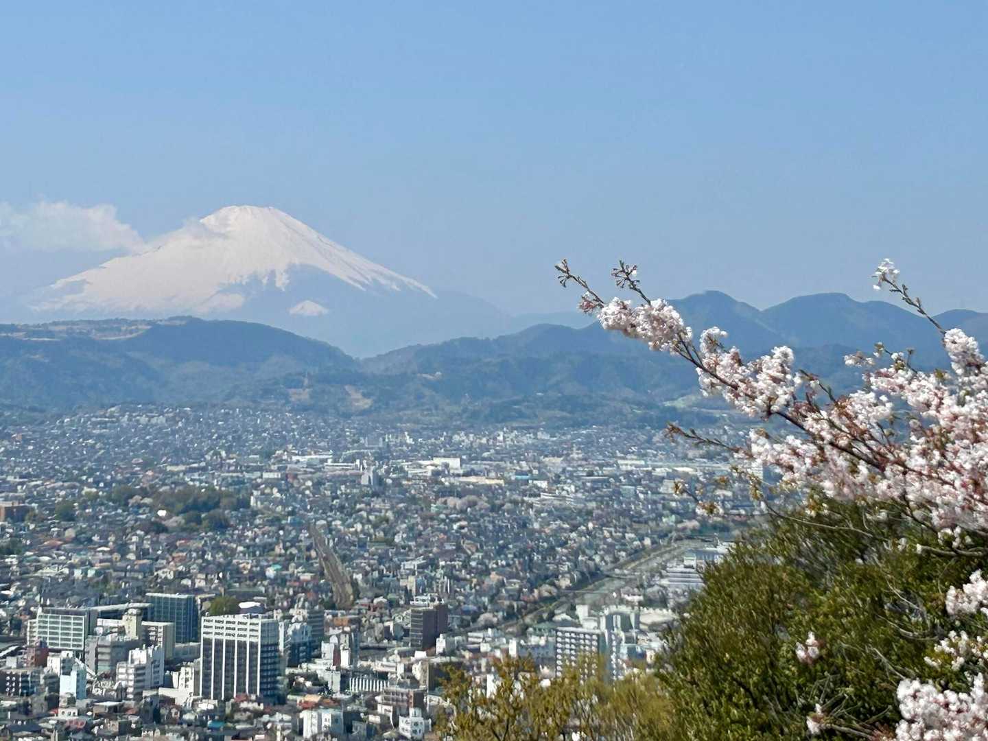 桜を添えて🌸