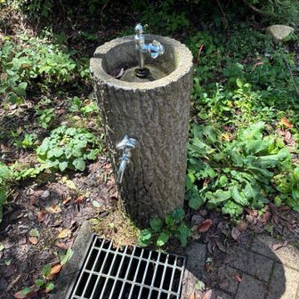 いつもの水道は桜の毛虫まみれ🐛
気をつけないと上から落ちてくるΣ(°д°;) ﾋｨｨ!