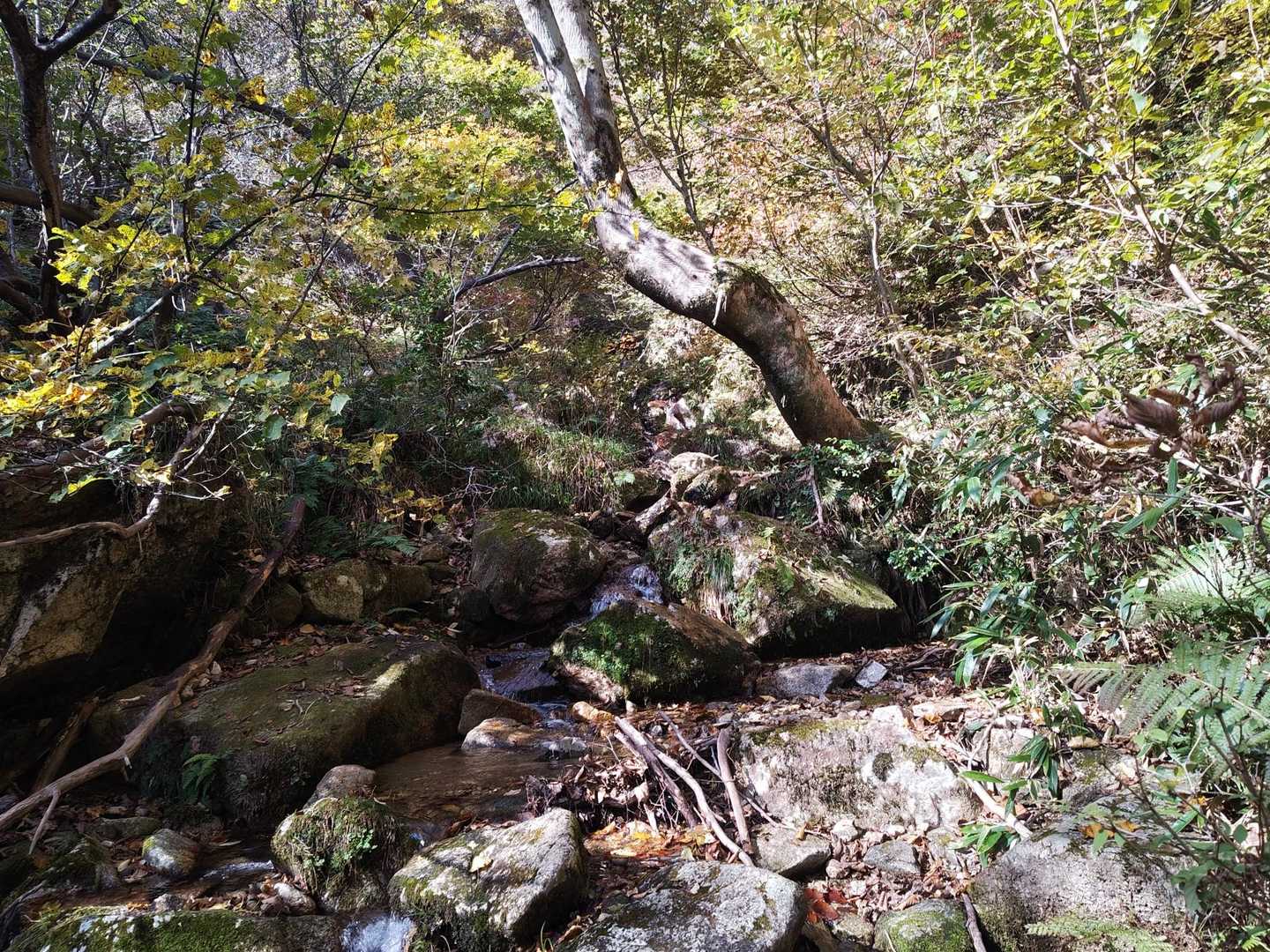 中盤は少し沢沿いを歩きます
