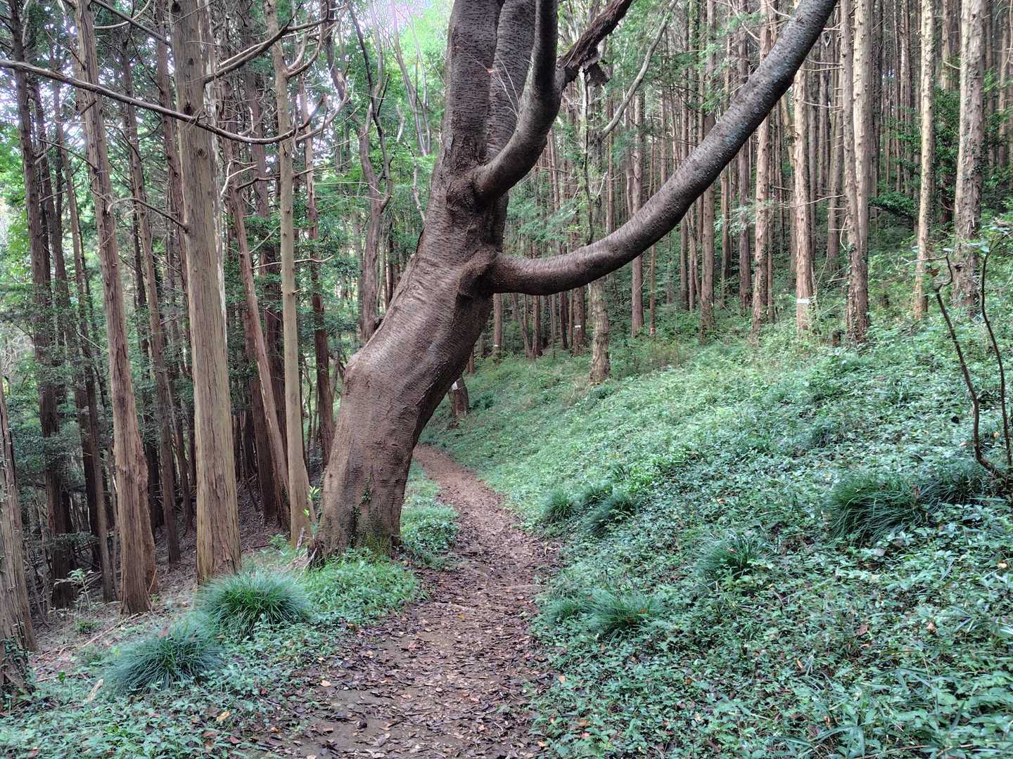 真弓山 往復コースの写真