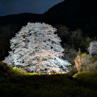 トモ