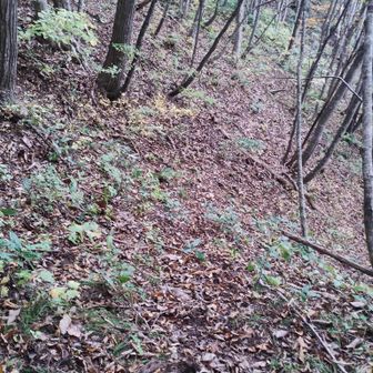ここから北側へ平尾根で直接下ります。案内看板には登山道となってるみたいです。