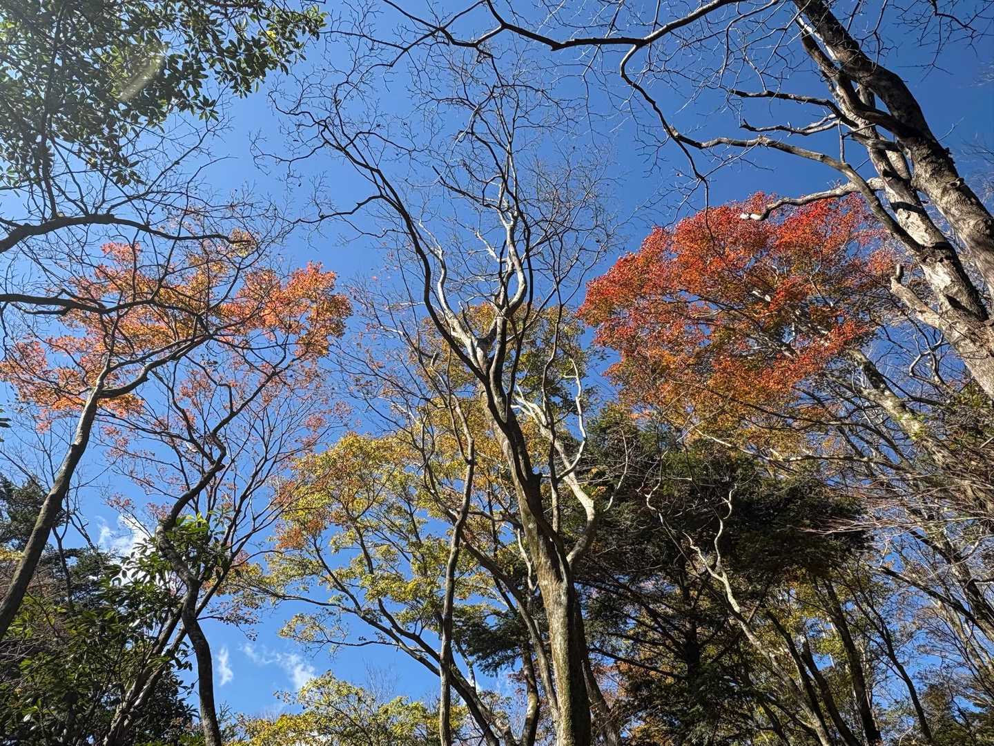 見上げる