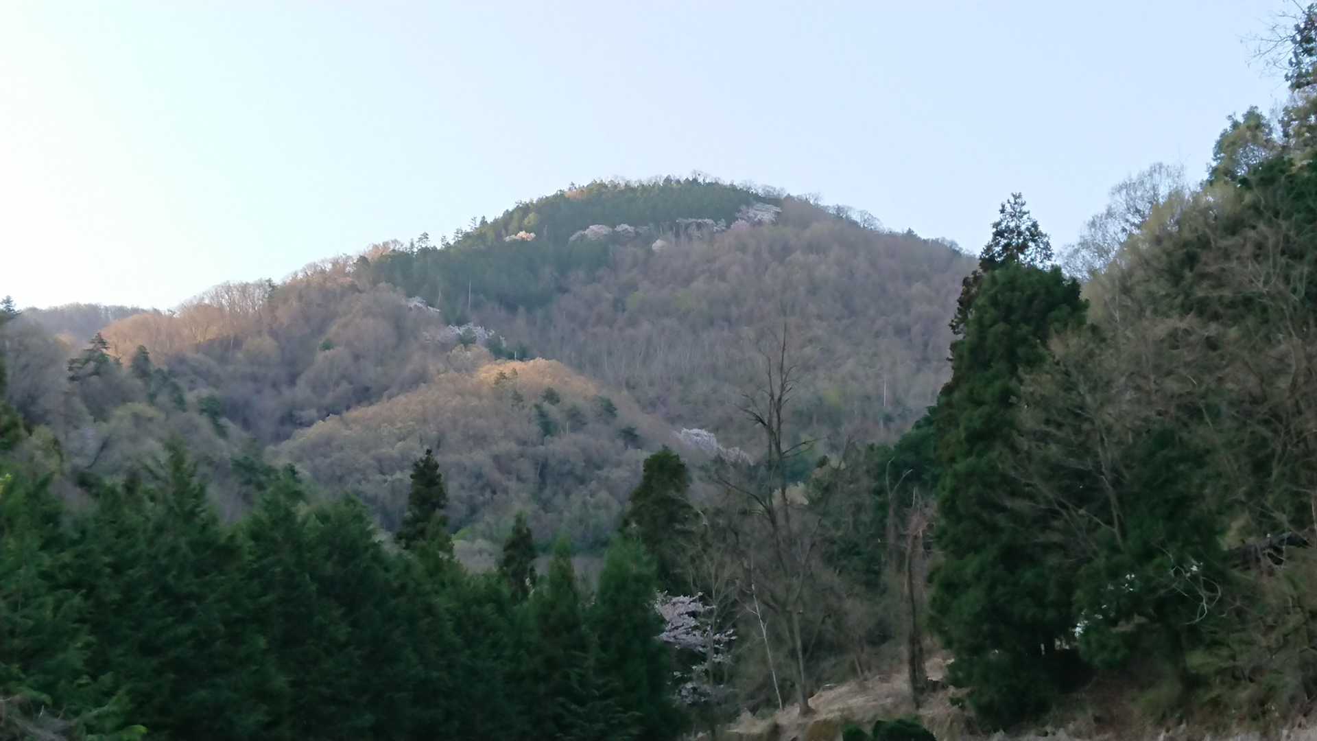 おおっ❗  山頂付近の桜🌸❗
期待できそう‼️😁