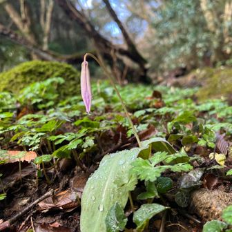 カタクリ閉じてます