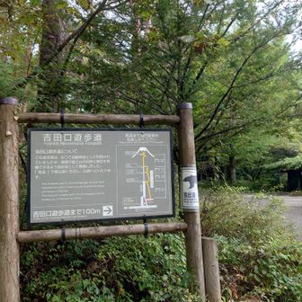 いよいよ、吉田口遊歩道のトレイルへ