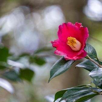 ステキな椿、本日唯一見つけたお花🌸