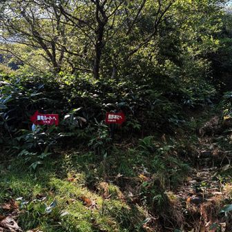 熊野神社から登って直で降りてきました
直ルート藪藪で最悪…