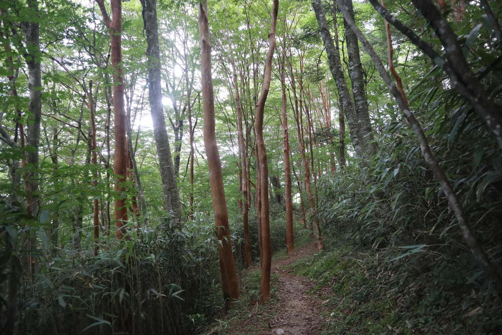 天狗ノ森 -黒滝山 周回コースの写真