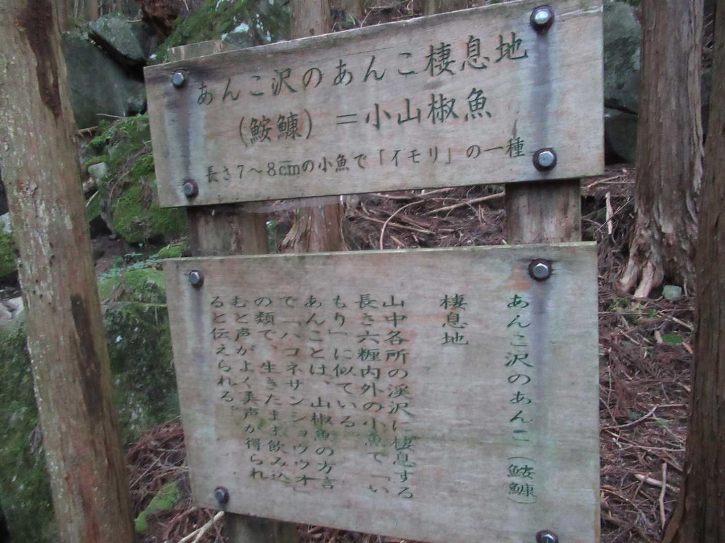 鮟鱇（あんこう）：難しい感じです・・・