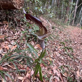 マムシグサ。春ですな。