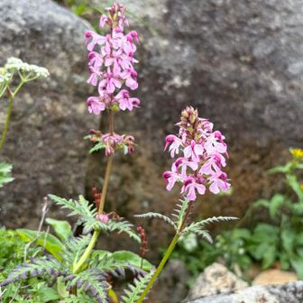 ヨツバシオガマ。この花も山域にたくさん