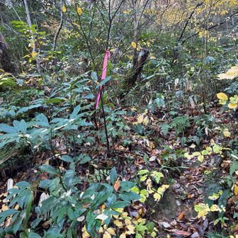 細くて滑りやすい山道　ピンテが頼り