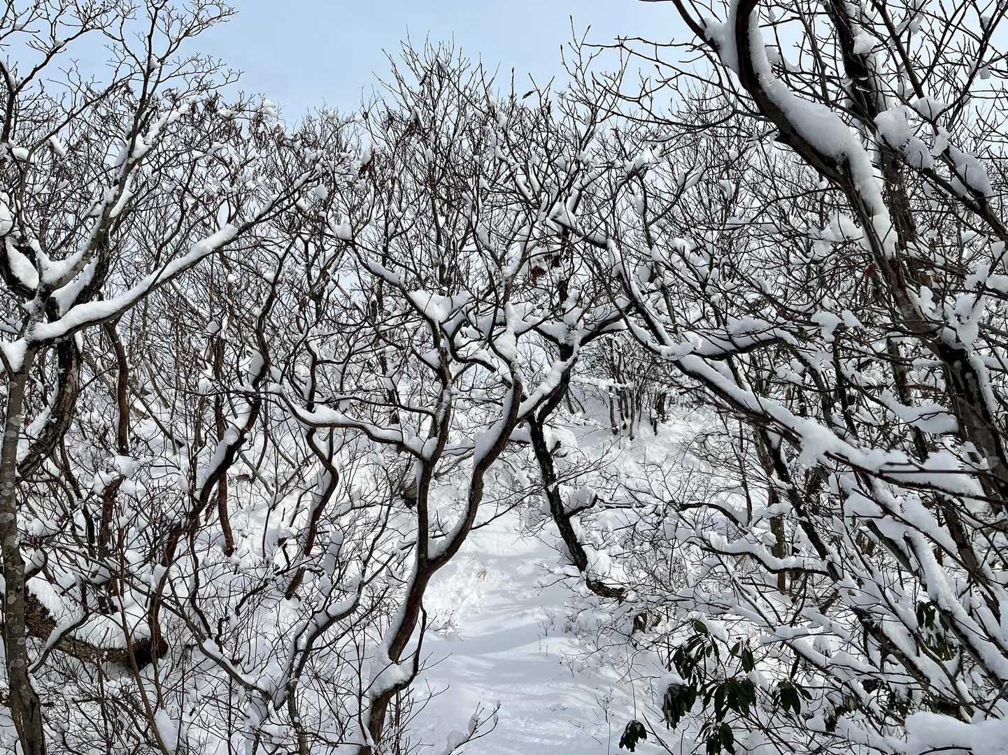 木々の影に元気をもらって❗️