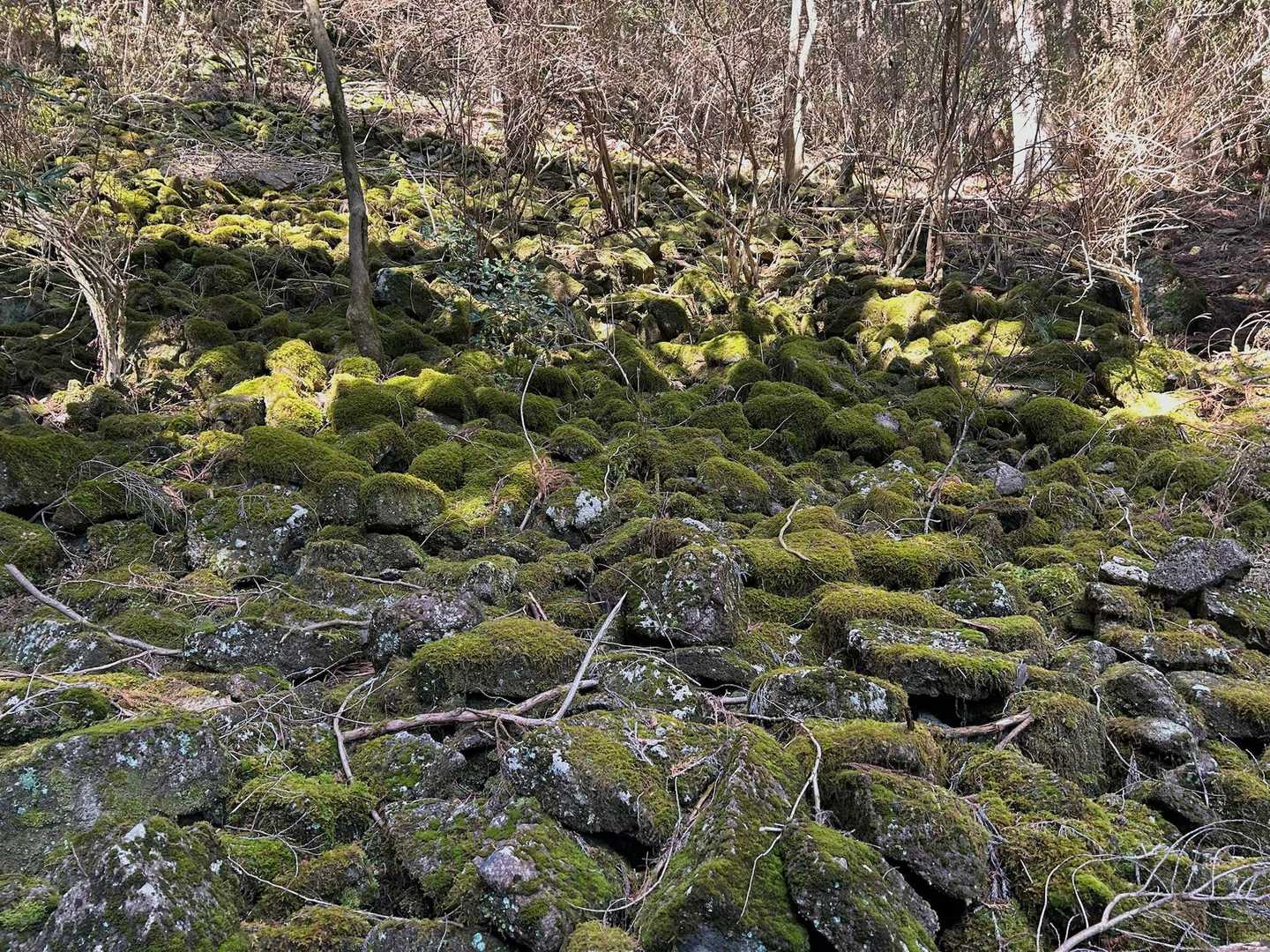 苔苔ワールド🟢