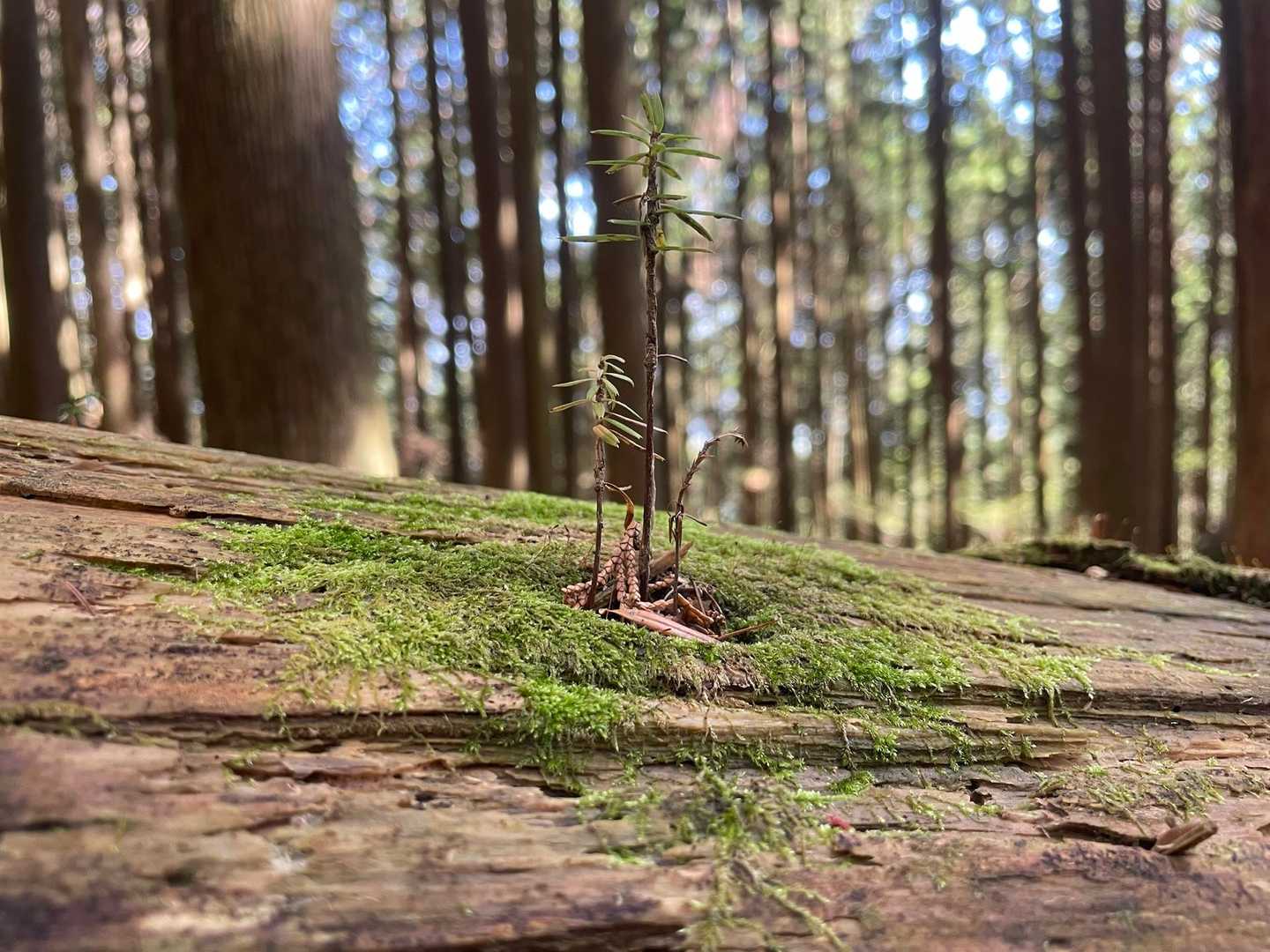 登山道を大きく塞ぐ倒木の上にかわいいbaby🌳