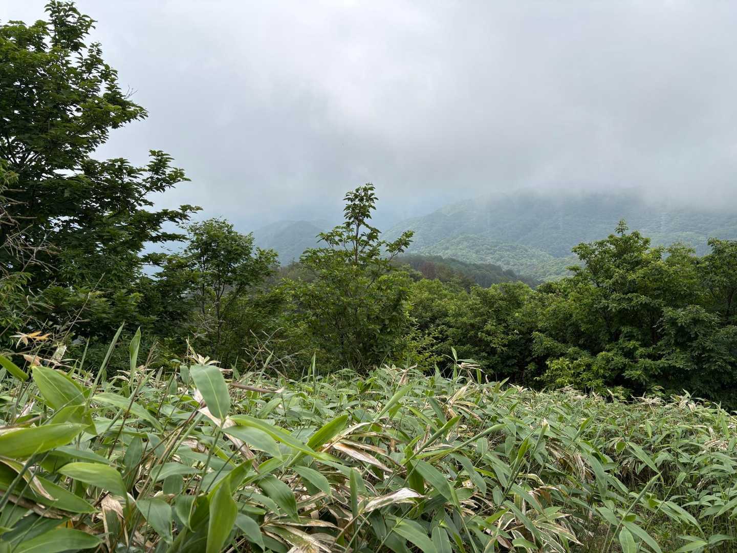 東登山口-星山 往復コースの写真