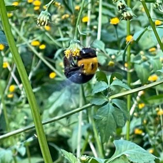 🐝花の蜜、
花粉を集めて
いるのかなぁ