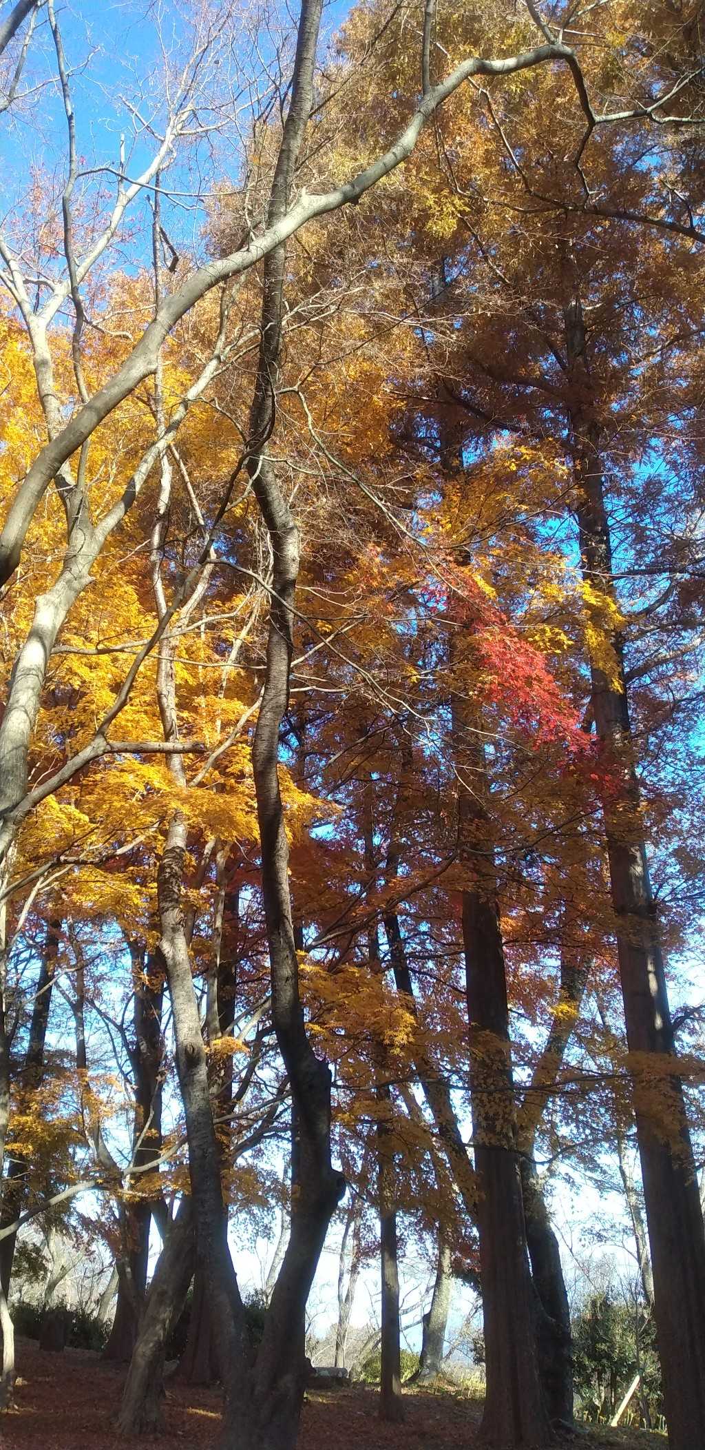 興山園のメタセコイア