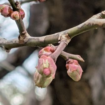 もうすぐだね🌸