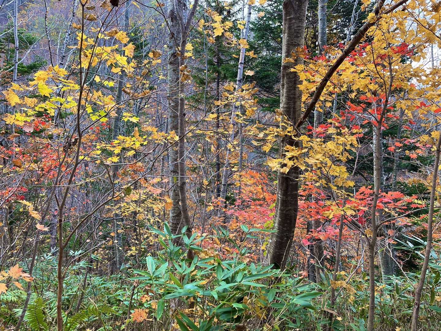 紅葉🍁たくさんではないですが綺麗なポイント多数ありました😊
