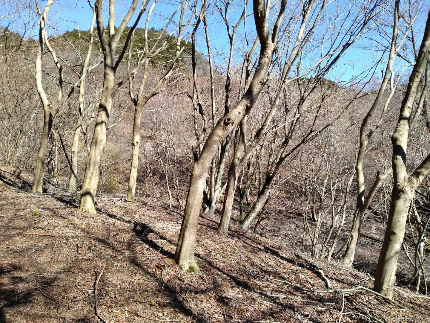 もうすぐ新緑の季節。
こんな冬木の風景も見納めです。
こんな風景も明るくて好き。