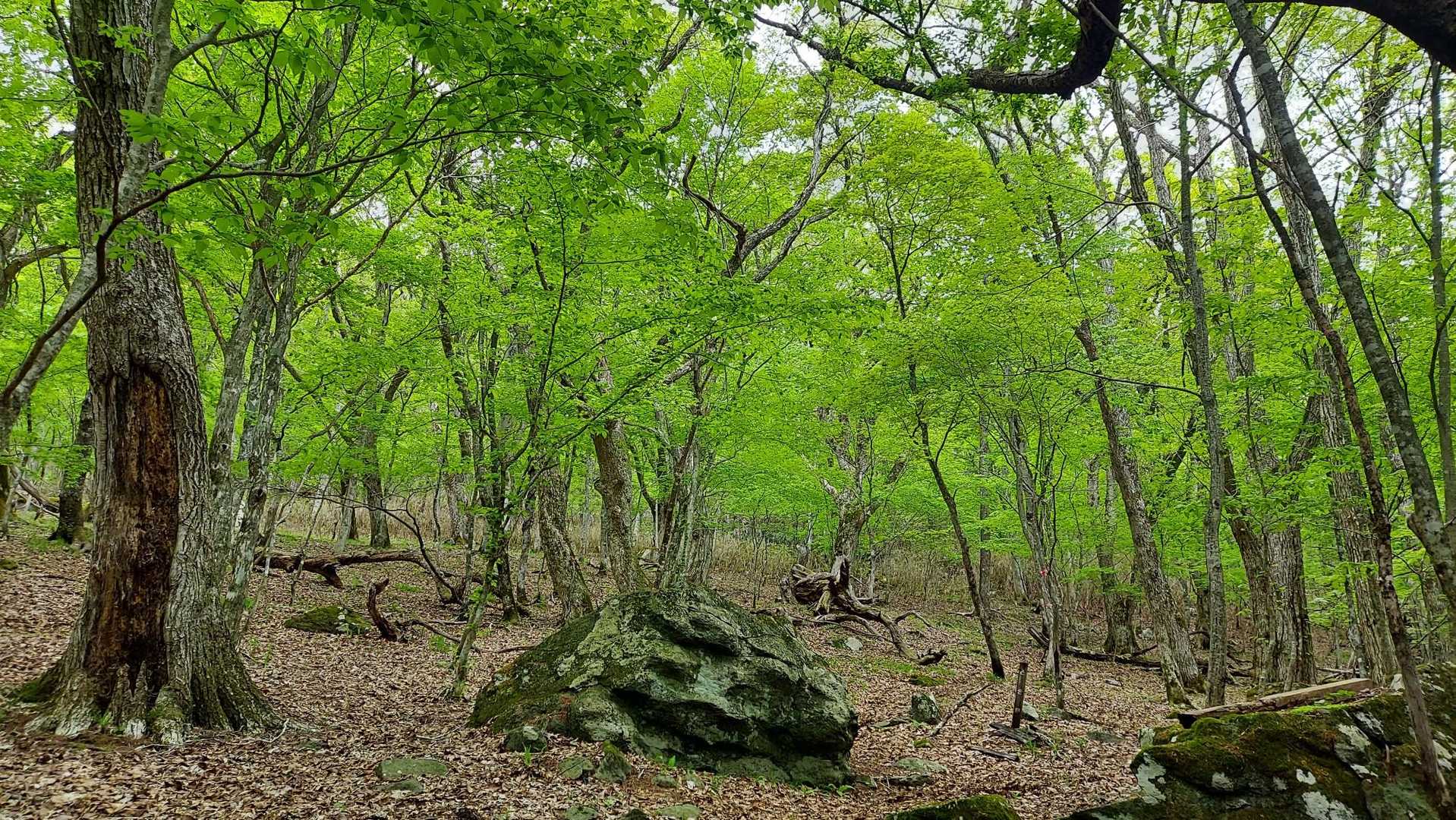 お天気は曇りだったが写真では明るいですね😆