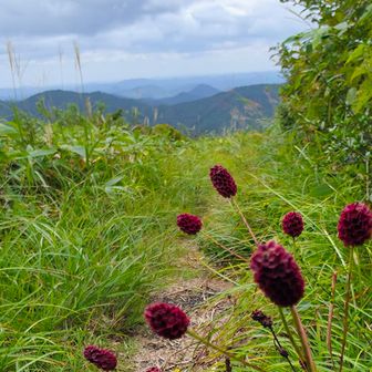吾亦紅も彼方此方に沢山咲いていました。
此の花も撮るのが難しいですね。