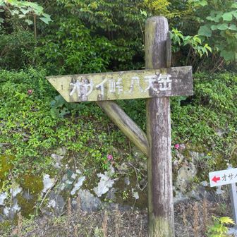 今回はハ天岳には向かわず烏帽子方向へ戻ります♪
