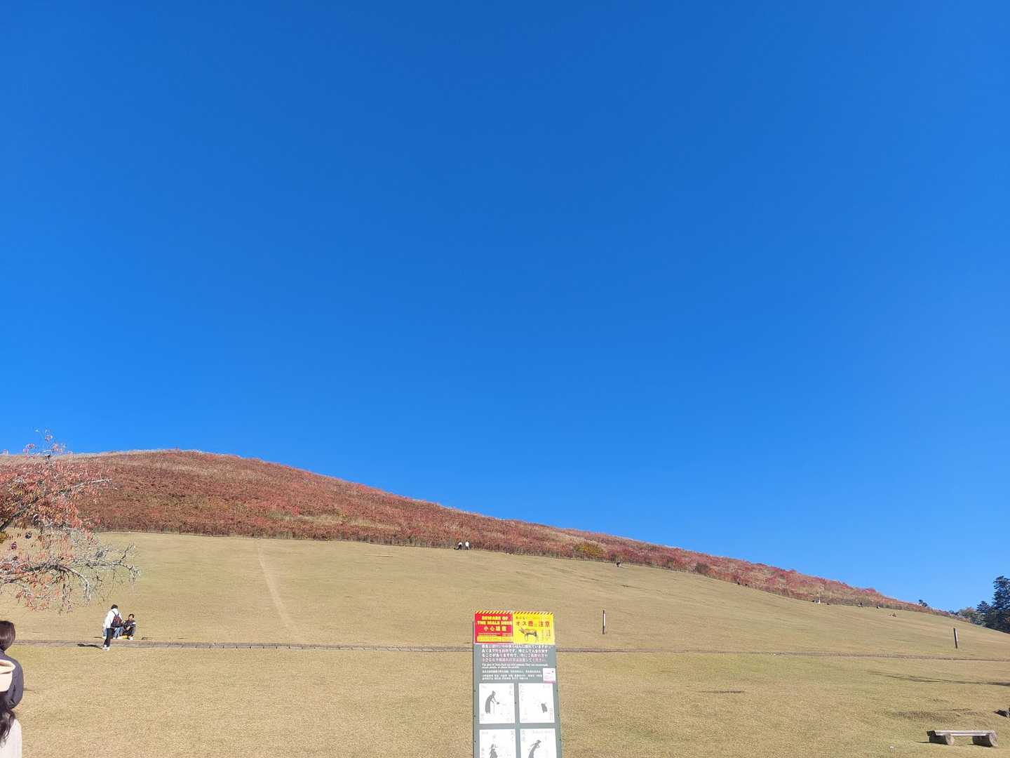 青！！