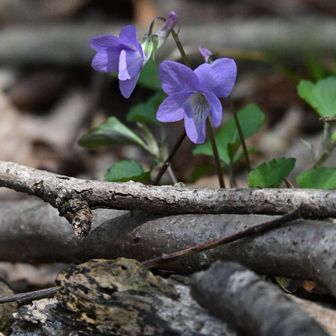 とにかくスミレが足元に沢山咲いていて癒されます☺️