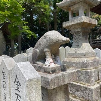 狛豚？