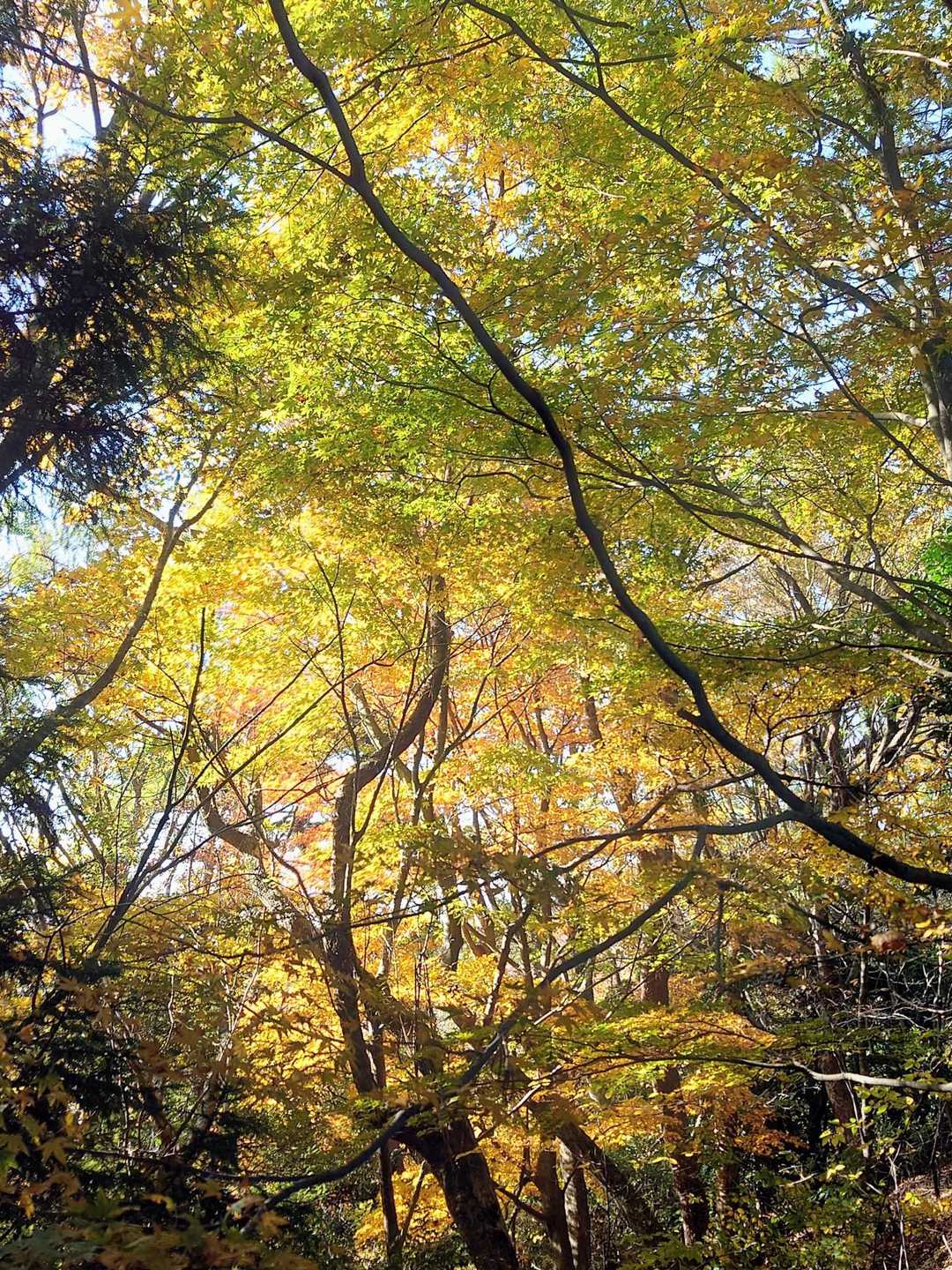 矢筈山・女体山登山口-女体山 (長尾）-女体山 縦走コースの写真
