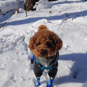 先にどんどん進んで行きますが
数メートル進むと振り返って
ちゃんとついて来てるか確認し
呼び戻すとちゃんと来てくれます🐶👋