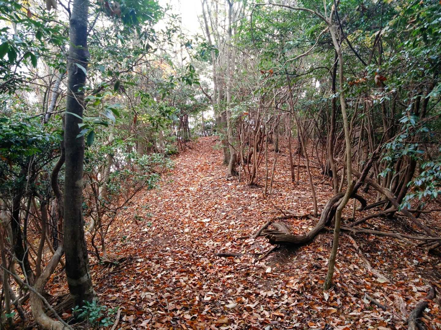 とても歩きやすい道を進み、下山します。